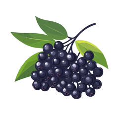 My Simple flat 2D icon elderberry bunch isolated on transparent background, vector, flat design, animation design, simple flat 2D icon, minimalist design, clipart
