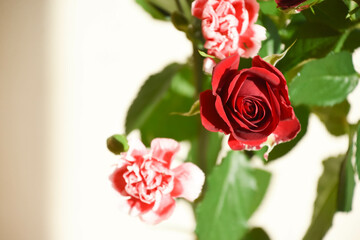 薔薇とカーネーション