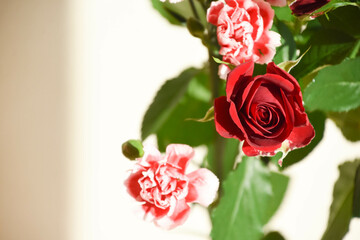 薔薇とカーネーション