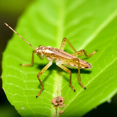 Fototapeta premium Systella borneensis a member of Leaf Grasshoppers Superfamily Trigonopterygoidea