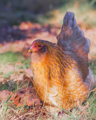 chicken in the grass