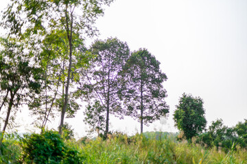 natural background of many species of plants that are laid out in the park, for the propagation of the species and to provide shade for those who stop by while traveling to study the ecology.