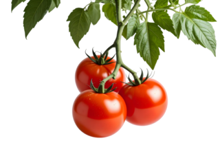 Close-up picture of three bright red cherry tomatoes on a vine with green leaves, showing their smooth and shiny skin, on a white background or png.
