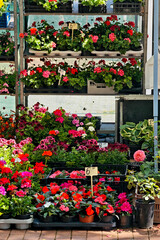 Colorful Flower Stall at Outdoor Market. Vibrant Potted Geraniums and Begonias in Bloom, Perfect for Gardening, Floral Design, and Spring Themes