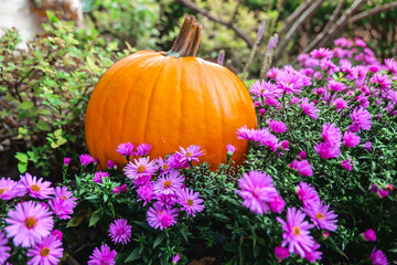  pumpkin abundance.purple chrysanthemums and orange pumpkin. October holidays symbol.