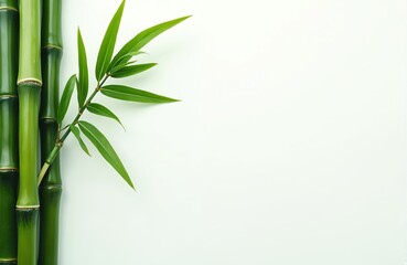 Top view of vibrant green bamboo stems leaves against white background. Minimalist design, zen concept. Fresh bamboo plant leaves. Modern aesthetic, spa decor for wellness, eco themes.
