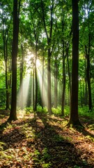 Obraz premium Beautiful rays of sunlight in a green forest