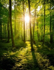 Fototapeta premium Beautiful rays of sunlight in a green forest