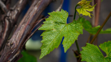 Grape leaves on a bush in the yard