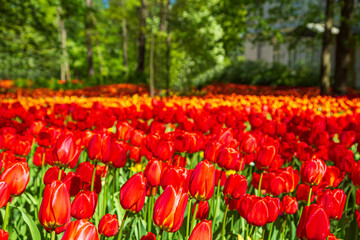 Blooming multi-colored tulips in the park. Annual tulip festival in Saint Petersburg.