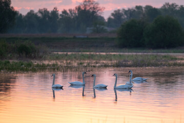 Swans gracefully gliding on tranquil lake during peaceful morning light. Swans swim serenely across a calm lake as the sun rises, casting a warm glow over the landscape