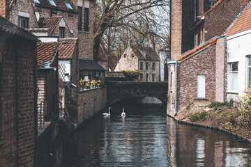 Naklejka premium canal in bruges on a spring day with two swans swimming in the water