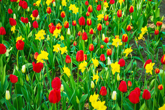 Blooming red tulips and yellow daffodils.