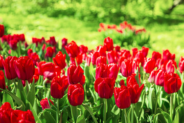 Fototapeta premium Blooming red tulips in the park. Annual tulip festival.