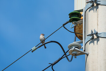 Eurasian Tree Sparrow Perched on Utility Wire Against Blue Sky