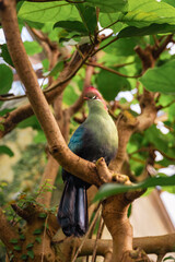 Fischer's Turaco, Tauraco fischeri