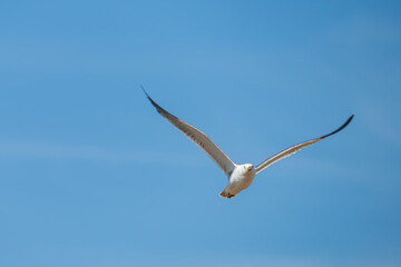 Vivid Image of a Black-tailed Gull Flying Towards the Camera
