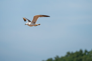 Vivid Image of a Black-tailed Gull Flying Sideways