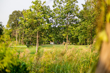 Obraz premium natural background of many species of plants that are laid out in the park, for the propagation of the species and to provide shade for those who stop by while traveling to study the ecology.