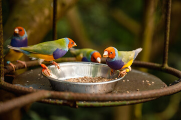 Close-Up of a Colorful Gouldian Finch - Chloebia gouldiae