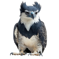 Majestic harpy eagle perched confidently with striking appearance, isolated on transparent background, cutout PNG