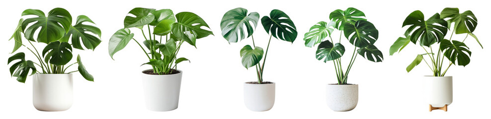 PNG Five potted monstera plants in white pots, lined up element set on transparent background.