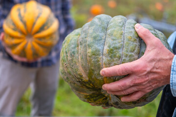 Joyful pumpkin patch worker transports freshly picked harvest across fertile autumn field, bearded...