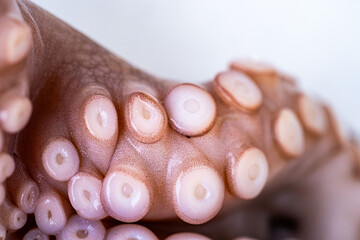 Marine cephalopod, Octopus tentacle macro, slimy surface, raw seafood, close-up texture, marine...