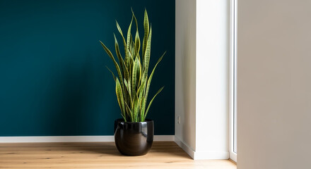 Tall vibrant green snake plant in a black ceramic pot standing on a light wooden floor against a dark teal wall