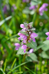 Spotted dead-nettle flowers - Latin name - Lamium maculatum