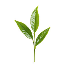 Fototapeta premium Freshly plucked green tea leaves transparent background in nature closeup view for botanical content