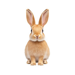 Obraz premium Curious rabbit with large ears transparent background studio shot cute animal portrait