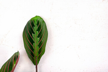 Maranta tricolor leaf or prayer plant on white table. Cuttings, plant propagation