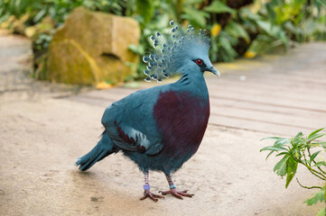 Goura victoria - Cowned pigeon. Close-Up