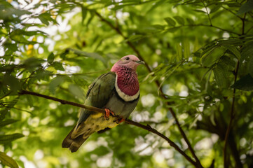 Pink-Headed Fruit Dove - Ptilinopus porphyreus