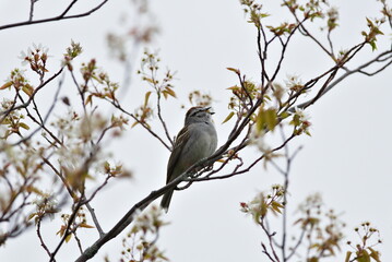 A bird is perched on a tree branch in a field