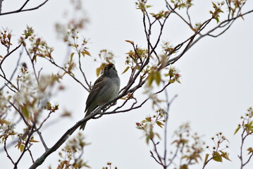 A bird is perched on a tree branch in a field