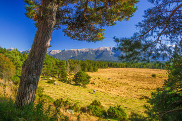 Pyrenees landscape in summer with pastures, forests and mountains under a beautiful blue sky in the south of France.