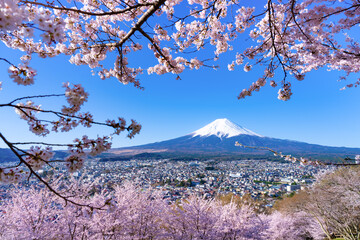 山梨県富士吉田市　春の新倉山浅間公園