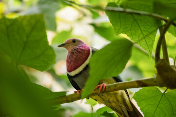 Pink-Headed Fruit Dove - Ptilinopus porphyreus