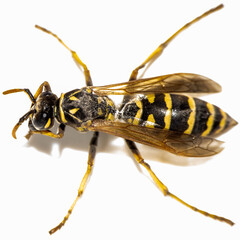 toinou