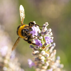 Bourdon butinant une fleure de lavande
