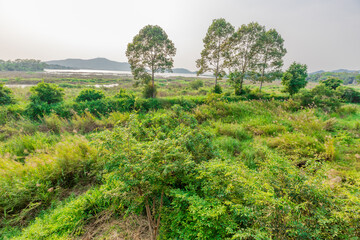 natural background of many species of plants that are laid out in the park, for the propagation of the species and to provide shade for those who stop by while traveling to study the ecology.