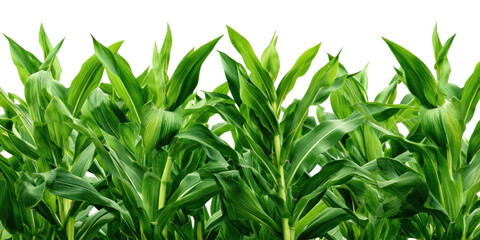 Obraz premium Cornfield on White: A verdant cornfield stands tall against a pristine, embodying the bounty of harvest and the vibrant essence of agriculture.