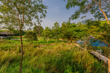 Fototapeta premium natural background of many species of plants that are laid out in the park, for the propagation of the species and to provide shade for those who stop by while traveling to study the ecology.