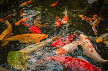 Colorful Japanese Koi Fish in Serene Pond