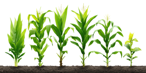 Corn Plant Growth Cycle: A vibrant display of young corn plants showcases the different stages of growth in a natural, earthy setting. Illustrating the beauty and potential of nature's bounty.