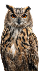 Wise Owl: A striking owl with intense amber eyes surveys its surroundings, radiating wisdom and power. Its intricate plumage and captivating gaze embody nature's mystery