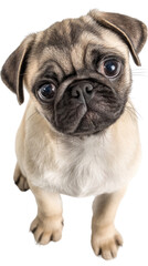 Fototapeta premium Adorable Pug Puppy: A heartwarming image of an adorable pug puppy, captured from an overhead perspective, showcasing its endearing features and expressive eyes. 