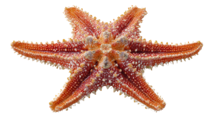 Starfish: The captivating image of a starfish showcases a vibrant marine creature with its unique symmetrical form.